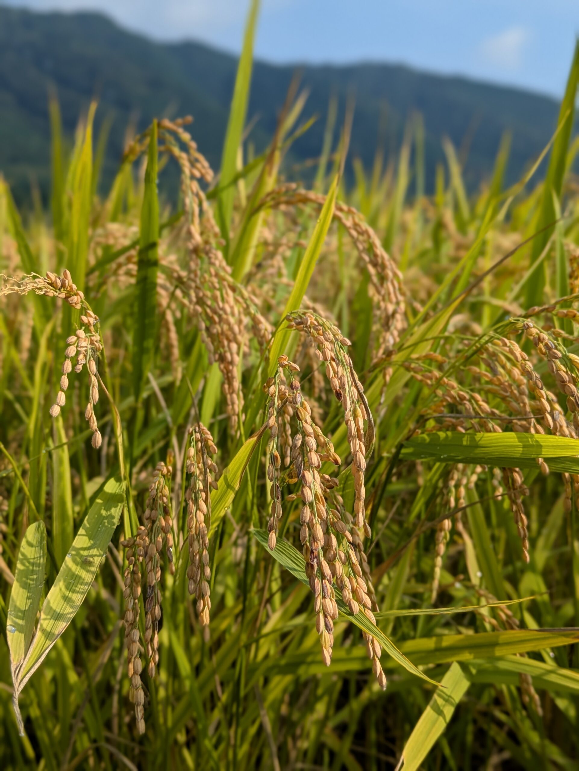 農業収穫体験の様子